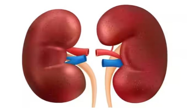 Kidney Health : కిడ్నీ వ్యాధి లక్షణాలు కనిపించకపోయినా.. శరీరంలో ఈ మార్పులు కనిపిస్తే పెద్ద ప్రమాదమే, జాగ్రత్త