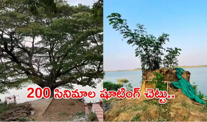 Movie Shootings Famous Tree: సినిమా చెట్టు బతికిందోచ్.. ప్రాణం పెట్టి కాపాడితే రిజల్ట్ ఎలా ఉందో చూశారా..