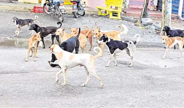 Stray Dogs: ఏపీలో వీధికుక్కల బెడద.. ఏబీసీ ఆపరేషన్‌తో కట్టడి చేసేందుకు యత్నం
